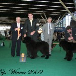 Winner 2009 Beste Puppy